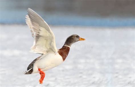 White duck in flight stock photo. Image of quebec, away - 18986138