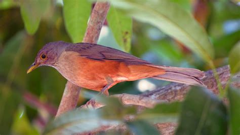 Rufous-bellied thrush: a popular representation of Brazilian culture - CGTN