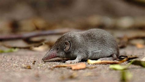 Fun Etruscan Shrew Facts For Kids | Kidadl