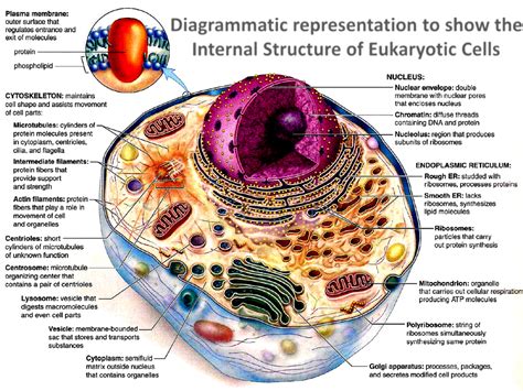 Internal Structure of A Eukaryotic Cell | Cell structure, Eukaryotic ...