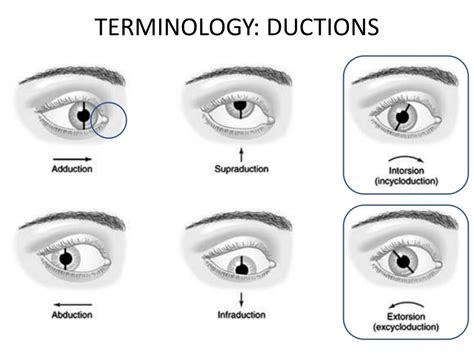 PPT - Extra Ocular Movements PowerPoint Presentation, free download ...