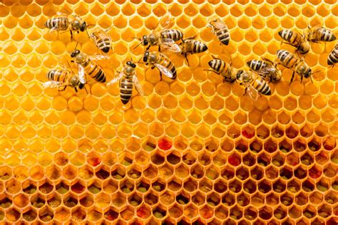 ¿Cómo se hacen las colmenas de abejas? - Mis animales