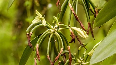 Madagaskar Rundreise: Durch das Land der Vanille | Evaneos