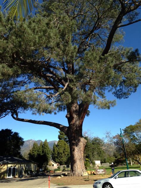 THE WORLD'S LARGEST TORREY PINE: The Tree to End All Trees - California ...