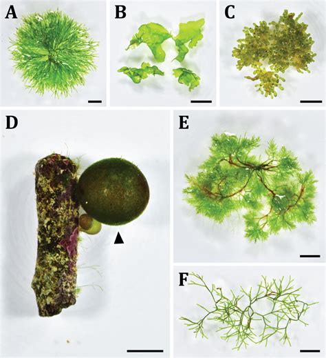 Green seaweed (Ulvophyceae, Chlorophyta) samples being maintained at ...