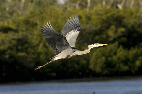 Free picture: great, blue, heron, beautiful, flight