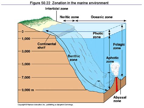 Figure 50.22 Zonation in the marine environment