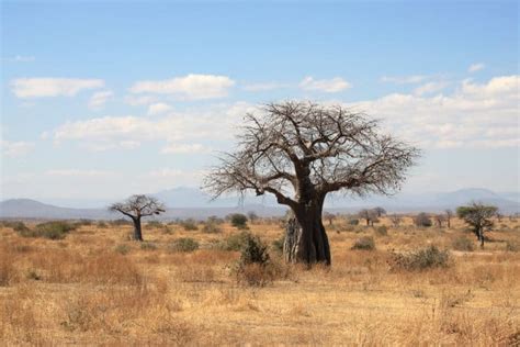 African Savanna - Pure Wildlife Magic