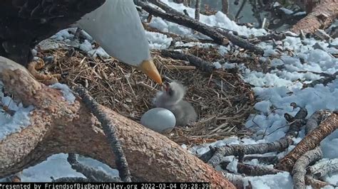 Watch bald eagles feeding chick in snowy California nest | kare11.com