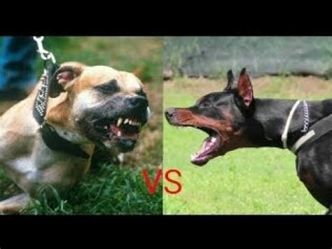 Pitbull vs Doberman fight new|| pit bull || bully|| 2018 Fight Hindi ...