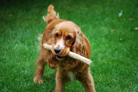 The 225+ Best Cocker Spaniel Names of 2020 - The Dogman