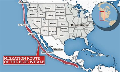 Blue Whale Map