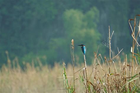 Thung Nham Bird Garden - Highlights & best visiting times