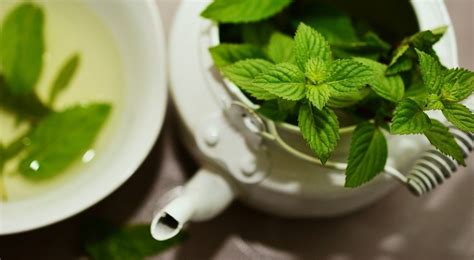 Is Peppermint Tea for Weight Loss Safe and Effective? - Health Cautions