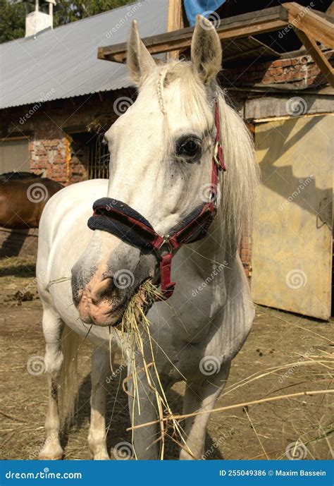 Portrait of a White Horse in Close-up Stock Photo - Image of mare ...