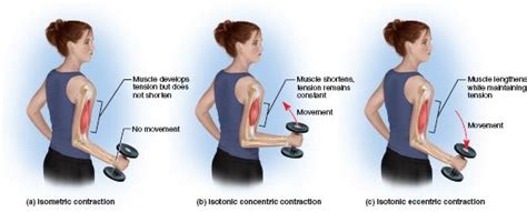 Pin on Chapter 11: Muscular Tissue