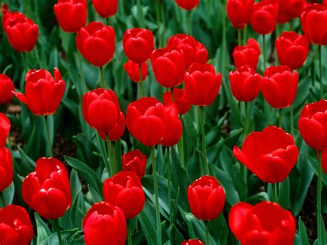 Tulipanes rojos HD | FotosWiki.net