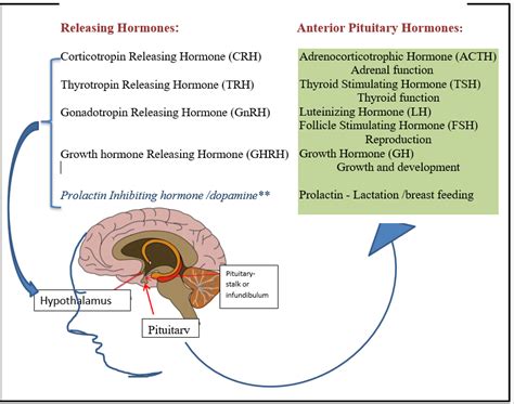 Hypothalamus and Pituitary Gland - WAPO