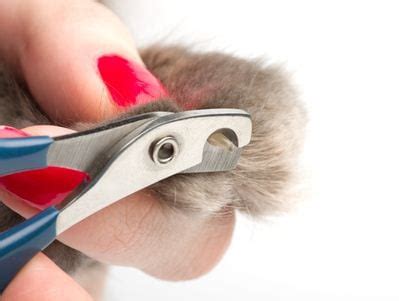 How to easily trim your cat's nails