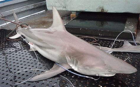 World's First Hybrid Shark Found In Australian Waters - 604 Now