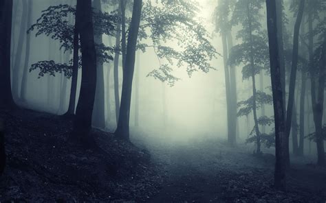 Scary Forest Wallpaper | Backgrounds | Photos | Images | Pictures – YL ...