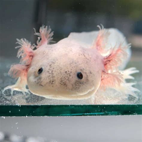 Axolotl Color Guide: How to Pick the Right Color Axolotl for You ...