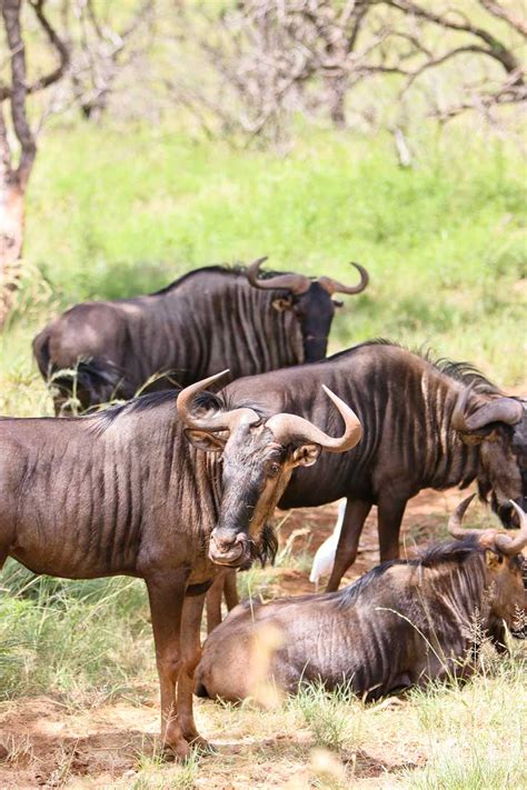 The Lion Park Johannesburg South Africa | One Day Mini Safaris