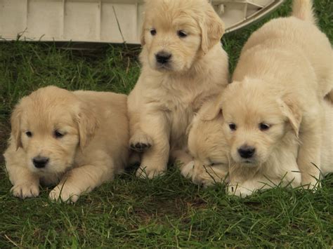 Golden Retriever Puppies For Sale | Downtown, CT #253361