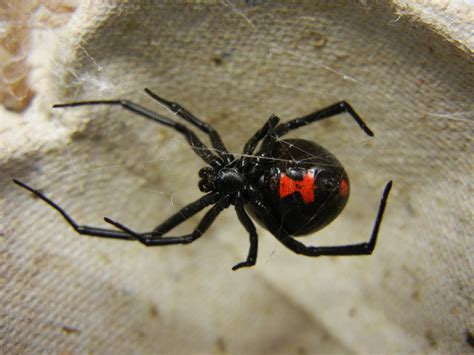 Black Widow Spider - Cliparts.co