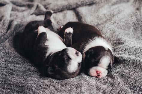 Newborn puppies sleeping 2 - freestocks.org - Free stock photo