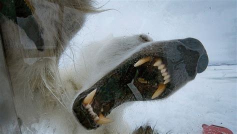 Terrifying Video Shows Polar Bear Attempting to Break Through Glass to ...