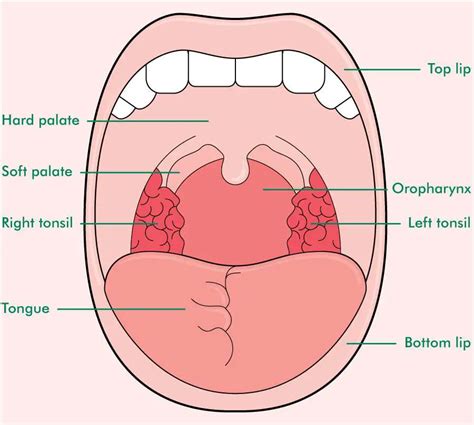 Mouth diagram | Healthiack