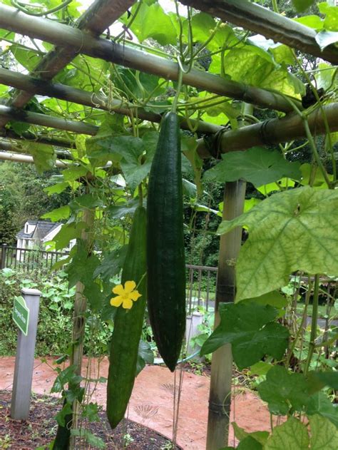 Luffa or Loofah: How to Grow and Use this Amazing Plant