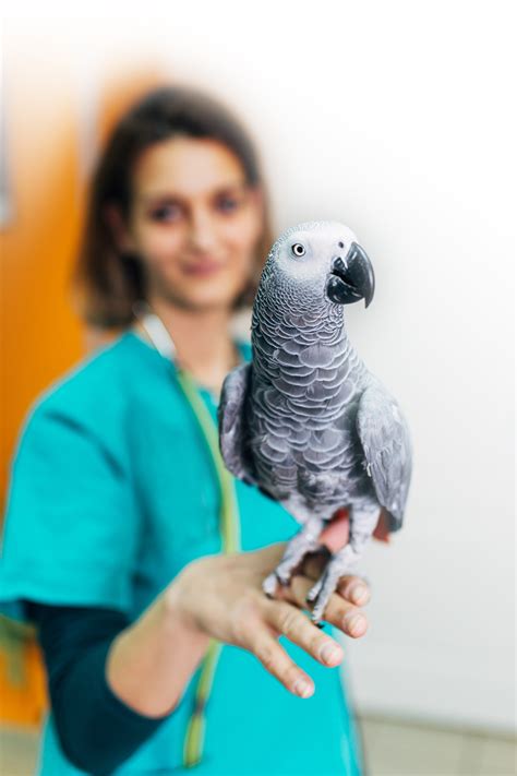 Bird Vet Rio Rancho | Coronado Pet Hospital