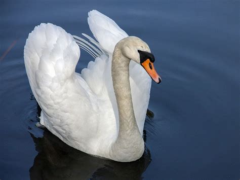 Swan Symbolism & The Black Swan - Wild Gratitude