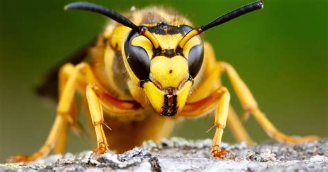 What To Do for Wasp Stings - vybe urgent care