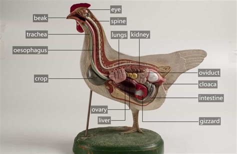 Chicken Anatomy 101: A Beginner's Guide to Understanding Your Flock