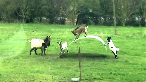 Funny baby Goats jumping Videos 2015 - YouTube