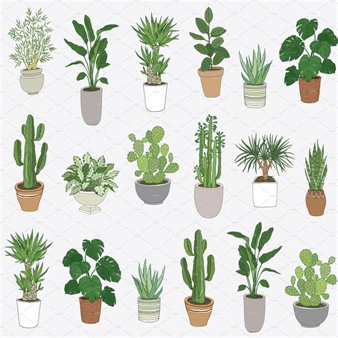 Indoor Plants | Plants, Plant drawing, Plant art