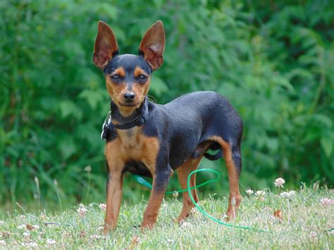 The Miniature Pinscher | Modern Dog magazine