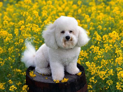 The dog in world: Bichon Frise dogs