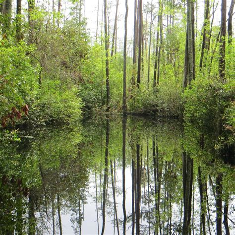 Okefenokee Swamp Park (Waycross) - ATUALIZADO 2022 O que saber antes de ...