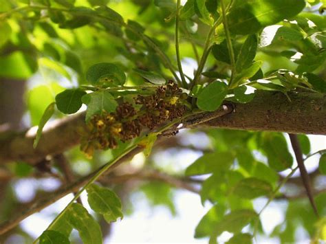 Gleditsia triacanthos L. Uitgesluit steriele kultivars / Excluding ...