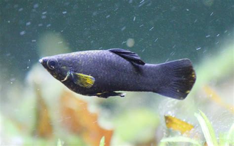 Black Molly Fish - Care, Diet, Breeding, Tank Mates - AquariumNexus