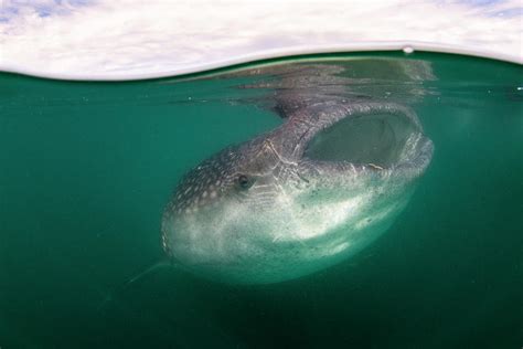 Whale Shark Filter Feeding With Krill At The Gulf Of Baja California ...