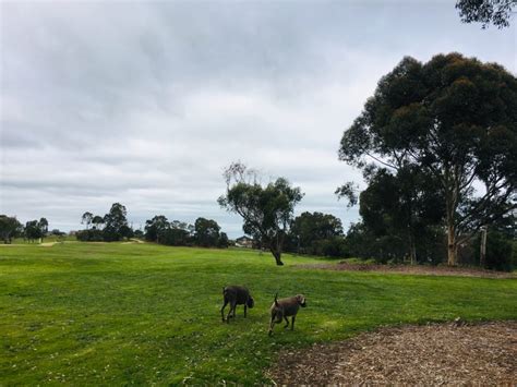 Bald Hill Park Reserve - Doggy Friendly Places