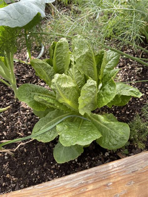 Growing Lettuce in a Greenhouse - Growing Spaces Greenhouses