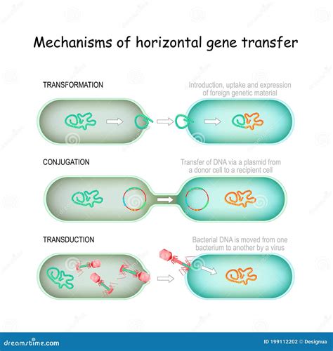 Gene Transfer. Horizontal Mechanisms Stock Vector - Illustration of ...