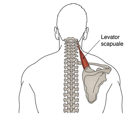 Sports Injury Bulletin - Improve - Levator Scapulae: Why Length Matters