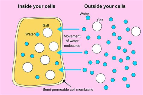 Osmosis Diagram